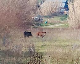 Nuovi avvistamenti di cinghiali: i cittadini impauriti chiedono interventi