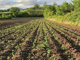 Spiragli di luce per l'agricoltura: le imprese ciociare hanno superato bene la crisi