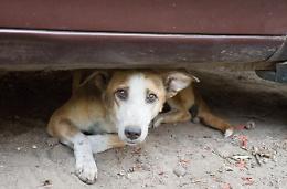 Cani abbandonati. Ecco la delibera per adottare gli amici animali