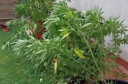 Piante di marijuana in casa: 46enne nei guai