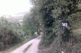 Azzannato mentre va a passeggio<br> Attaccato da un cinghiale?