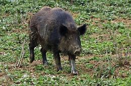 Auto si scontra con un cinghiale nel centro urbano