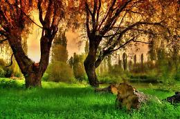 Paliano<br>La selva e il suo parco: le foto
