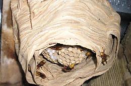 Scoperto un nido gigante di calabroni <br>all'interno di un sottotetto