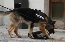 Controlli antidroga tra gli studenti <br>I cani scoprono cocaina e marijuana