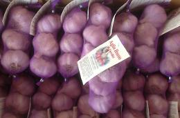 Aglio rosso di Castelliri <br>protagonista all'Expo