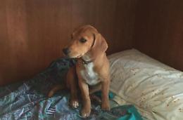 Cagnolino ucciso e bruciato <br>Atroce fine per il piccolo Roki