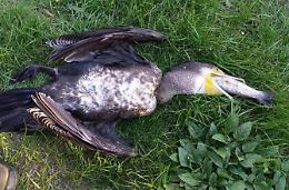 Sul Fibreno è allarme cormorani <br>Minaccia per le trote macrostigma