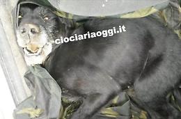Guerra tra tartufai: carcassa di cane davanti casa come avvertimento