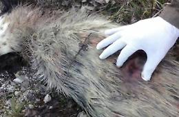 Cane ucciso a fucilate <br>Indagano i carabinieri
