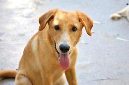 Cucciolo freddato con due fucilate<br>Un 59enne denunciato per l'accaduto