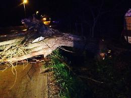 Raffiche di vento, alberi sulle strade. Tragedia sfiorata in via Salceto