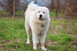 Cane scomparso da giorni, ritrovato in un canale. Salvato dai vigili del fuoco