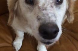 Calci, pugni e petardi contro un cane. Taglia di cinquemila euro sugli autori