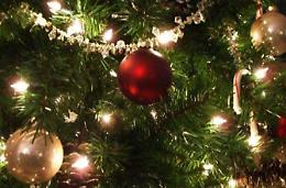Il Comune attiva un centro di raccolta per recuperare gli alberi di Natale