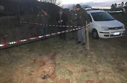 Riserva di Canterno: lupo ucciso a fucilate dai bracconieri
