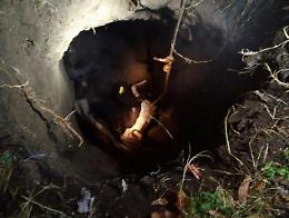Mucca finisce in un pozzo, imbracata e salvata dai vigili del fuoco 