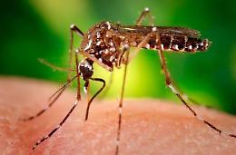 Il virus Zika terrorizza il mondo. Allarme Oms: si diffonde in maniera esplosiva