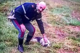 Cane a spasso in autostrada salvato dagli agenti della Polstrada