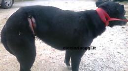 Cani seviziati con un fil di ferro. L'Anpana ne salva tre: caccia ai colpevoli