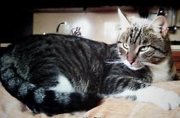 Festa nazionale del gatto, l'animale più amato d'Italia
