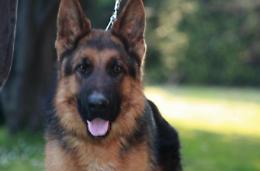 Cani sfuggono al padrone e vanno a spasso sulla Cassino-Sora