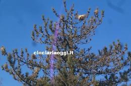 Emergenza processionaria: colpiti i pini del centro storico. Presto le contromisure