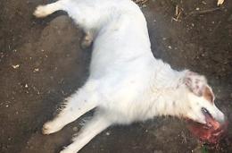 Polpette condite con vetro e chiodi: ucciso il cane di Cristiano della Porkband