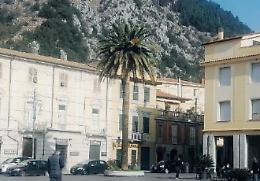 È malata, addio anche all'ultima palma: piazza Santa Restituta resta spoglia
