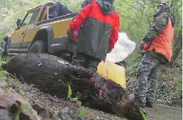 Rischio incidenti: domani si riapre la caccia al cinghiale
