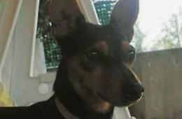 Il cane Pippo ucciso con una polpetta avvelenata: caccia ai responsabili