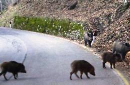Emergenza cinghiali: rinviata per maltempo la terza battuta di caccia 
