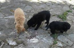 Cuccioli abbandonati in strada da padroni senza scrupoli: ora cercano casa