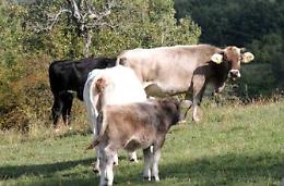 Fucilate contro un allevatore: doveva catturare bovini allo stato brado, una denuncia