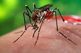 West Nile, un'altra vittima in provincia