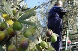 Pota una pianta d'ulivo e cade da due metri. Paura per un anziano