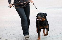 Ordinanza del sindaco Bassetta: le regole per portare il cane a spasso 