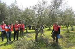 Domani il campionato regionale di potatura degli olivi: sfida a colpi di cesoia <br>