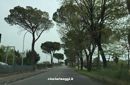 Problema radici sulla Casilina. Il sindaco:  tagliare gli alberi o chiudere la strada