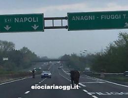 Camion a fuoco e toro in fuga sull'A1: animale catturato dopo una lunga caccia