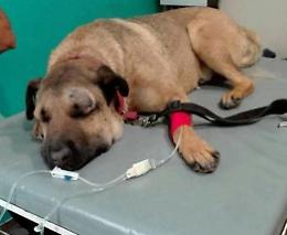 Cane morso da una vipera lungo un sentiero: il veterinario lo salva