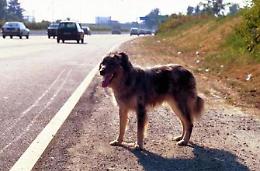 Troppi randagi in città. Il 15 maggio microchip gratuito per tutti