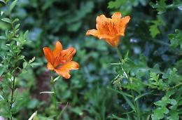 Flora del Lazio: ideato un software per catalogare oltre tremila specie