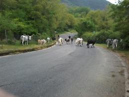 Strada Carpinetana: i padroni sono i bovini e a scuola arrivano i cavalli