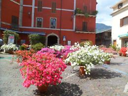 Mostra delle azalee: tripudio di colori nel centro storico