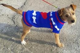 Si allontana di casa e scompare: un appello per ritrovare il cucciolo Max