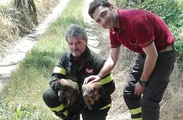 I vigili del fuoco salvano due cuccioli in riva al fiume Liri