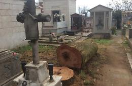 Cipressi malati al cimitero, pronta la relazione tecnica sul taglio