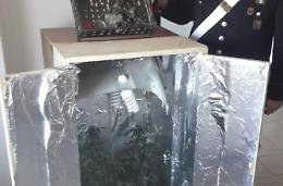 Coltivano la marijuana in cantina, arrestati due giovani