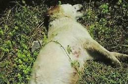 Caccia al "killer dei cani": dieci animali uccisi in poche settimane